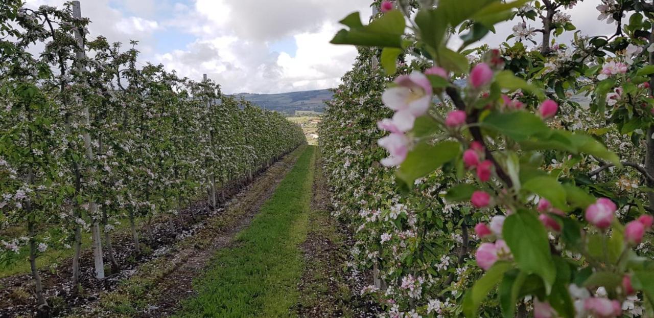 Quinta Bemboa Turismo Espaco Rural Aricera Εξωτερικό φωτογραφία