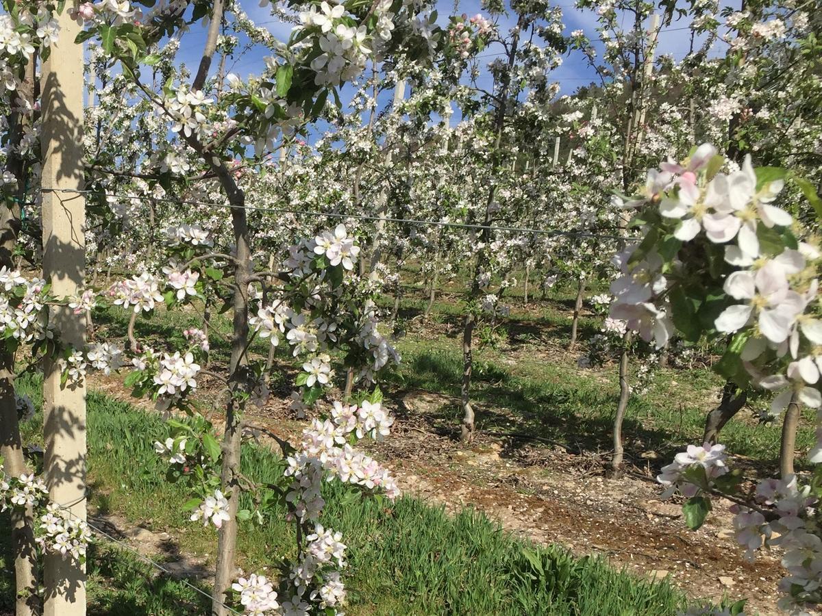 Quinta Bemboa Turismo Espaco Rural Aricera Εξωτερικό φωτογραφία