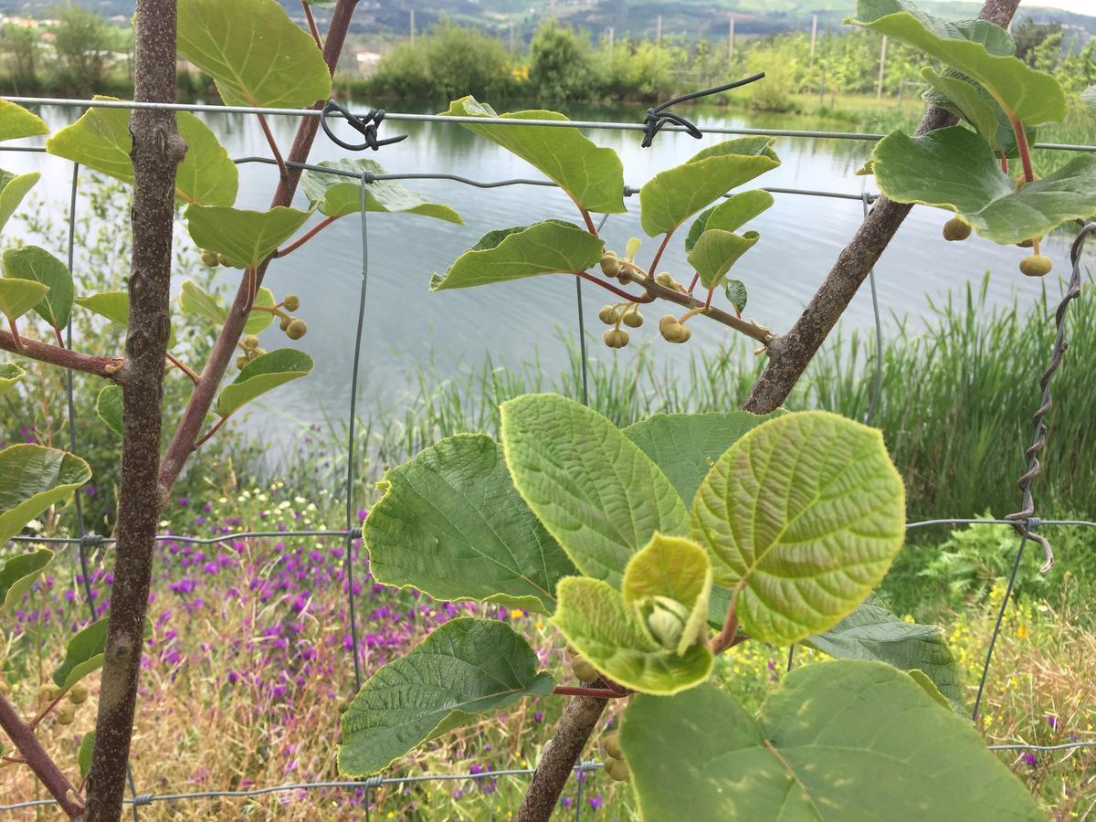 Quinta Bemboa Turismo Espaco Rural Aricera Εξωτερικό φωτογραφία