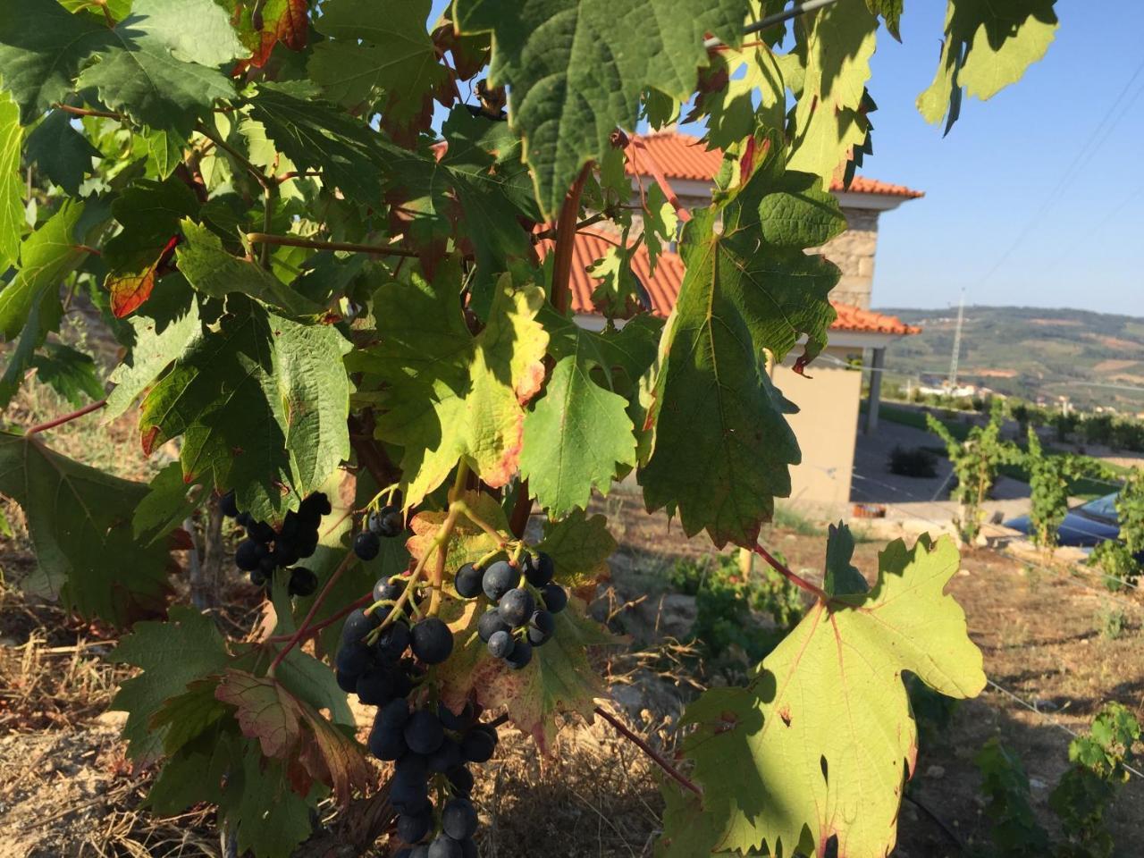 Quinta Bemboa Turismo Espaco Rural Aricera Εξωτερικό φωτογραφία